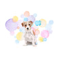 Wire Haired Jack Russell Dog Splash Card