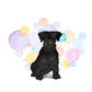 Black Miniature Schnauzer Dog Splash Card