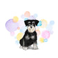 Black & White Miniature Schnauzer Dog Splash Card