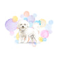 Bichon Frise Dog Splash Card