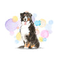 Bernese Mountain Dog Splash Card