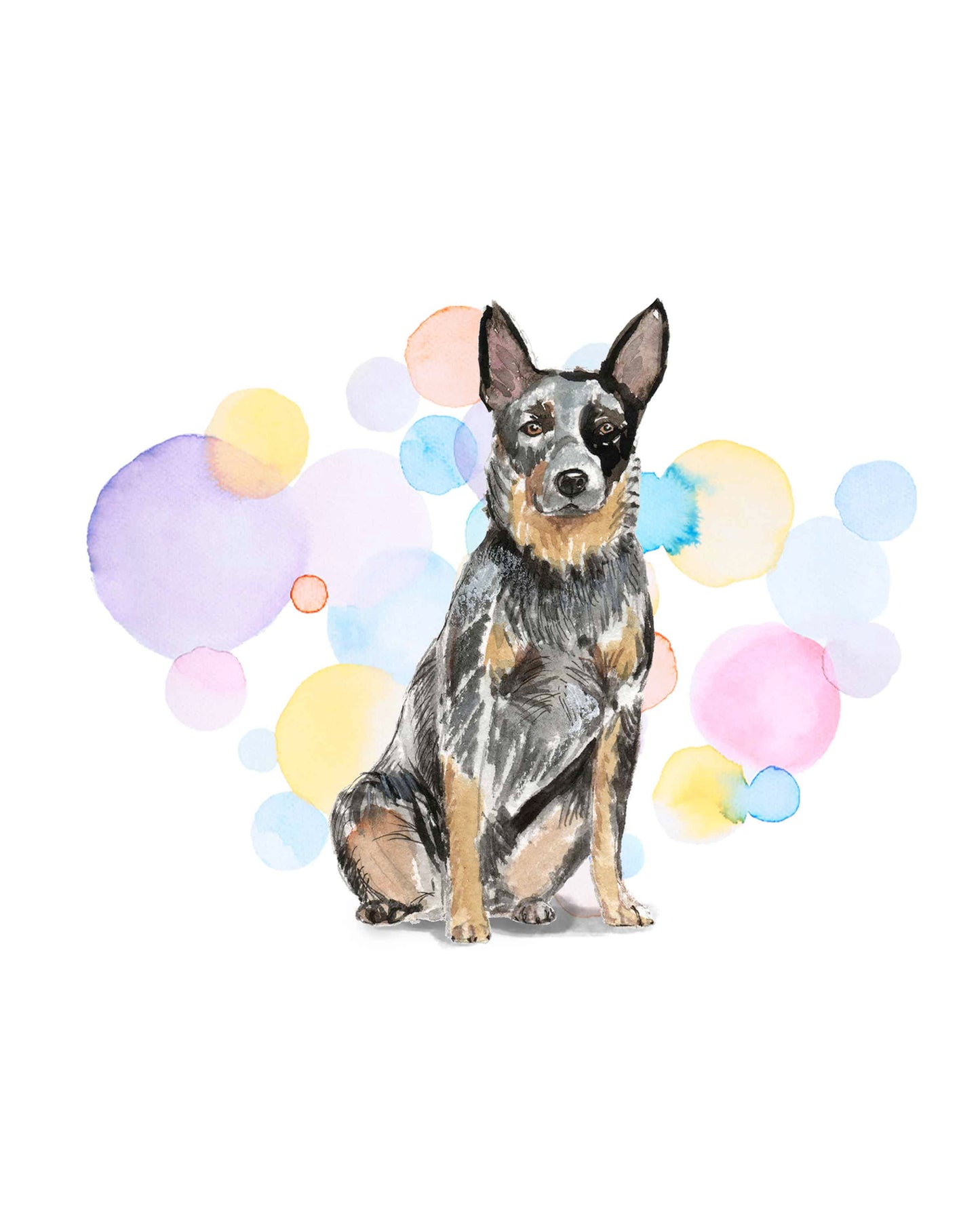 Australian Cattle Dog Splash Card