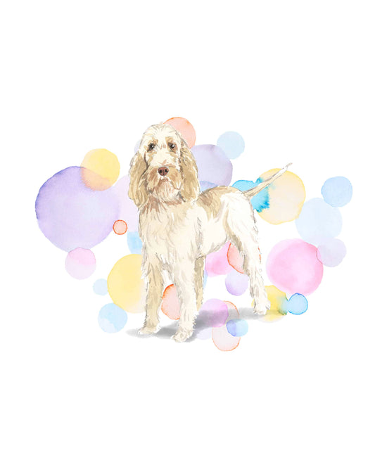 Spinone Italiano Dog Splash Card