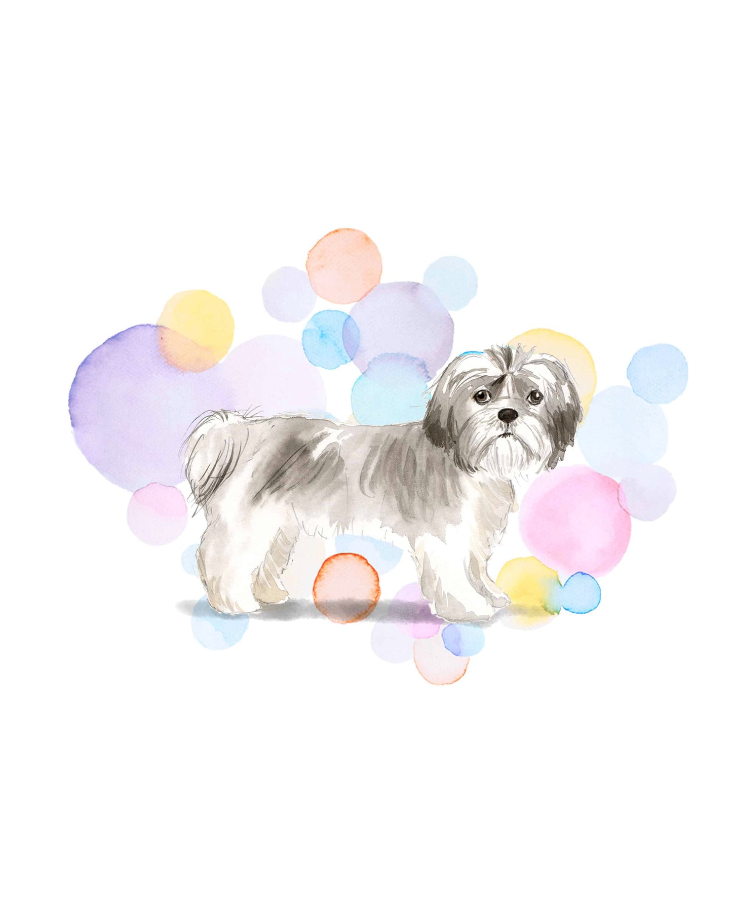 Short Hair Shih Tzu Dog Splash Card