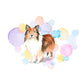 Shetland Sheepdog Dog Splash Card