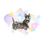 Scottish Terrier Dog Splash Card