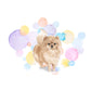 Pomeranian Dog Splash Card