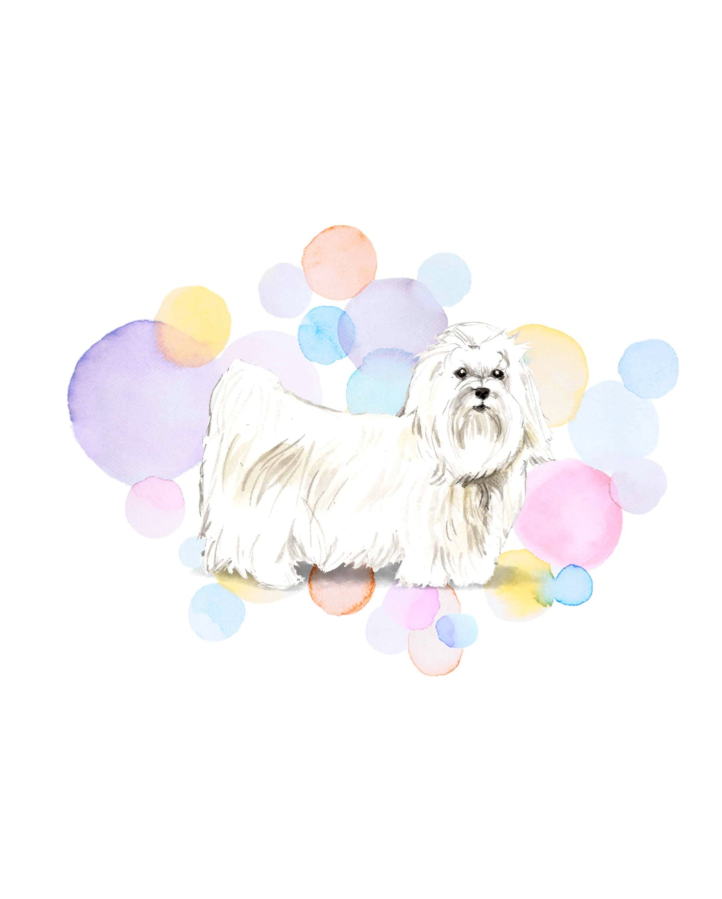 Maltese Dog Splash Card