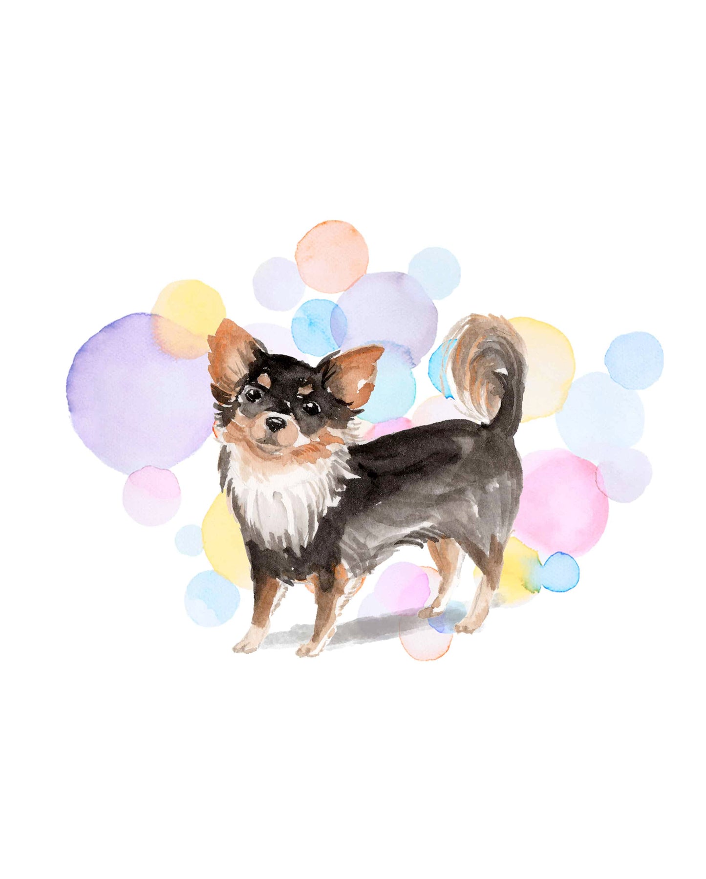 Long Haired Chihuahua Dog Splash Card