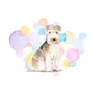 Lakeland Terrier Dog Splash Card