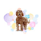 Labradoodle Dog Splash Card