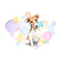 Jack Russell Dog Splash Card