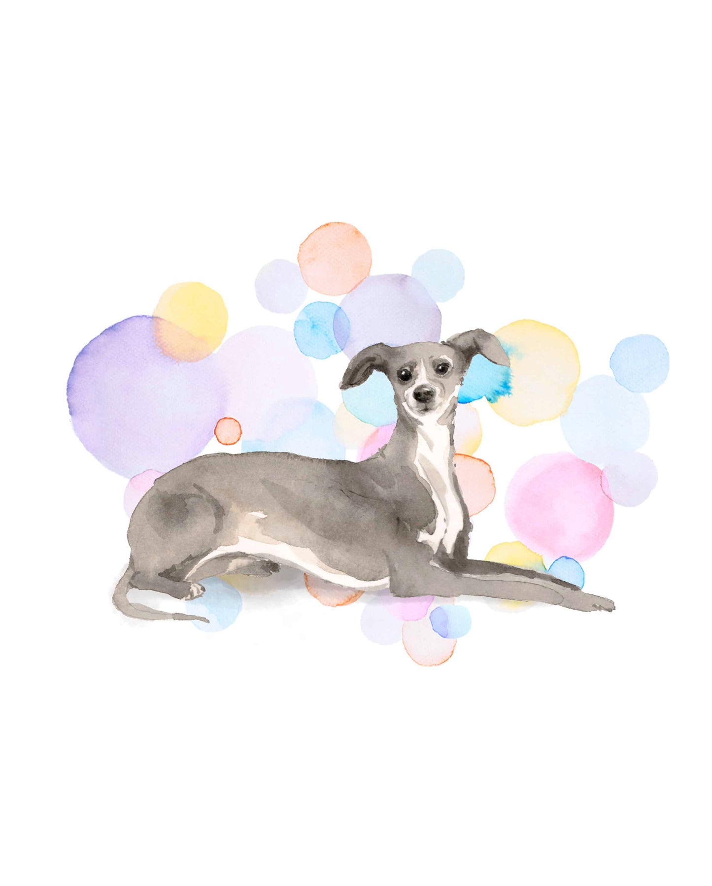 Italian Greyhound Dog Splash Card