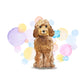 Golden Honey Cockapoo Dog Splash Card