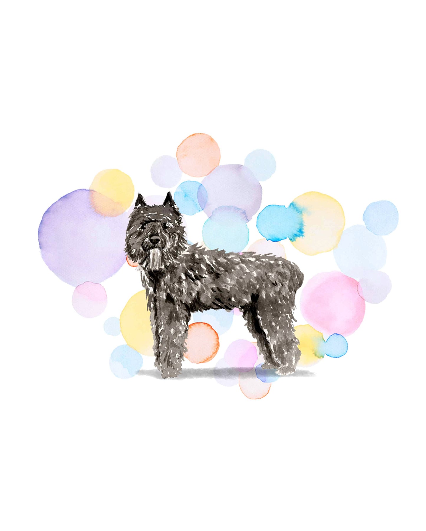 Bouvier des Flandres Dog Splash Card