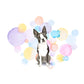 Boston Terrier Dog Splash Card