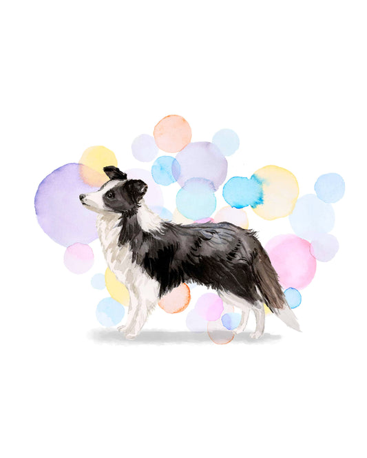 Border Collie Dog Splash Card